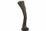Fossil Sauropod (Camarasaurus) Radius Bone - Wyoming #379484-1